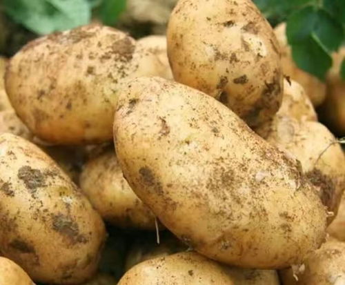 宁夏原州 马铃薯之乡的绿色转型与苗鸡产业的兴起