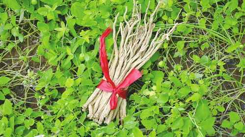 双擎驱动，振兴乡村——做大做强潞党参与沁州黄小米两大“王炸”产业