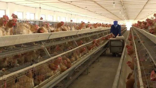 宣城获主流媒体聚焦，苗鸡产业展现新活力