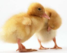 2016年9月26日全国肉苗鸡市场行情分析 价格波动与市场趋势解读