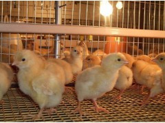 皖江黄苗鸡 优质肉蛋兼用型禽苗供应新选择