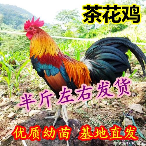 半斤茶花鸡苗与七彩观赏鸡苗批发养殖指南